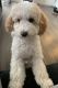 Maltipoo Puppies for sale in Riverside, CA 92505, USA. price: NA