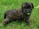 Maltipoo Puppies for sale in Englewood, CO 80111, USA. price: NA