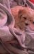 Maltipoo Puppies for sale in South Gate, CA, USA. price: NA