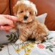 Maltipoo Puppies for sale in Bartow, FL, USA. price: $750