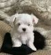 Maltipoo Puppies for sale in Baltimore, MD, USA. price: $1,100