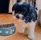 Maltipoo Puppies for sale in Plano, TX, USA. price: $820