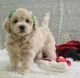 Maltipoo Puppies for sale in 740190 3330 Rd, Perkins, OK 74059, USA. price: NA