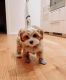 Maltipoo Puppies for sale in Missoula, MT 59807, USA. price: $820