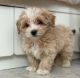 Maltipoo Puppies for sale in Salem, OR 97317, USA. price: $820
