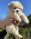 Maltipoo Puppies for sale in 35814 CA-41, Coarsegold, CA 93614, USA. price: $820