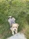 Maltipoo Puppies for sale in Caldwell, ID, USA. price: NA