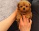 Maltipoo Puppies for sale in Montpelier, VT 05602, USA. price: NA