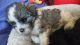 Maltipoo Puppies for sale in Richardson, TX, USA. price: NA