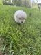 Maltipoo Puppies for sale in Austin, TX, USA. price: $400