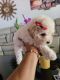 Maltipoo Puppies for sale in Palmdale, CA, USA. price: NA