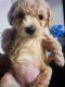 Maltipoo Puppies for sale in Plano, TX, USA. price: $1,600