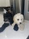 Maltipoo Puppies for sale in Richmond, TX, USA. price: $1,500