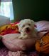 Maltipoo Puppies for sale in Pasadena, CA, USA. price: NA