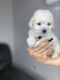 Maltipoo Puppies for sale in Riverside, CA, USA. price: $850