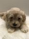 Maltipoo Puppies for sale in Plano, TX, USA. price: $1,500