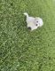Maltipoo Puppies for sale in University Park, TX, USA. price: NA