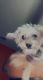 Maltipoo Puppies for sale in Pooler, GA, USA. price: NA