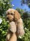Maltipoo Puppies for sale in Rancho Cucamonga, CA, USA. price: $950