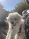 Maltipoo Puppies for sale in Henderson, NV 89012, USA. price: NA