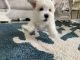 Maltipoo Puppies for sale in Ponte Vedra Beach, FL 32082, USA. price: NA