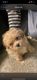 Maltipoo Puppies for sale in Jonesboro, GA, USA. price: NA
