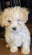 Maltipoo Puppies for sale in Bryan, TX, USA. price: NA