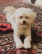 Maltipoo Puppies for sale in Mansfield, TX, USA. price: NA