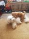Maltipoo Puppies for sale in Michigan City, IN, USA. price: NA