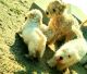 Maltipoo Puppies for sale in Merced, CA, USA. price: NA