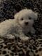 Maltipoo Puppies for sale in Las Vegas, NV, USA. price: $2,400