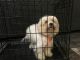 Maltipoo Puppies for sale in Independence Pkwy, Plano, TX, USA. price: $850