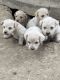 Maltipoo Puppies for sale in La Puente, CA, USA. price: NA