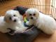 Maltipoo Puppies for sale in Fairfield, CA, USA. price: NA