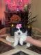 Maltipoo Puppies for sale in Victorville, CA, USA. price: NA