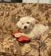 Maltipoo Puppies for sale in Moravian Falls, NC, USA. price: $300