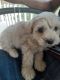 Maltipoo Puppies for sale in Bakersfield, CA 93304, USA. price: $600