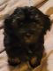 Maltipoo Puppies for sale in 8981 Stonebridge Blvd, Douglasville, GA 30134, USA. price: NA