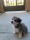 Maltipoo Puppies for sale in Irvine, CA 92618, USA. price: $900