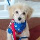 Maltipoo Puppies for sale in Depoe Bay, OR 97341, USA. price: $1,695