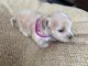Maltipoo Puppies for sale in Laveen Village, Phoenix, AZ, USA. price: NA