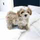 Maltipoo Puppies for sale in Overland Park, KS, USA. price: $650