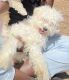 Maltipoo Puppies for sale in Austin, TX, USA. price: $600
