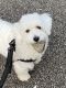 Maltipoo Puppies for sale in 2173 S Taylor Rd, Cleveland Heights, OH 44118, USA. price: NA