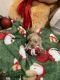 Maltipoo Puppies for sale in Delano, CA, USA. price: $1,400