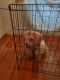 Maltipoo Puppies for sale in New Haven, CT, USA. price: $3,000
