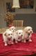 Maltipoo Puppies for sale in Hayward, CA, USA. price: NA