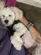 Maltipoo Puppies for sale in Overland Park, KS 66085, USA. price: $1,500