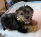 Maltipoo Puppies for sale in Elgin, SC, USA. price: $600