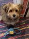 Maltipoo Puppies for sale in Windsor Mill, Milford Mill, MD 21244, USA. price: $1,400